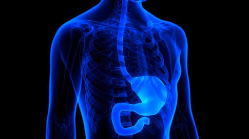 Image of human digestive system