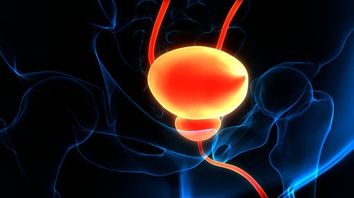 Rendering of urinary system