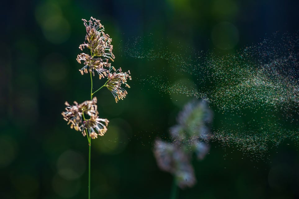 Closeup of pollen blowing in the wind